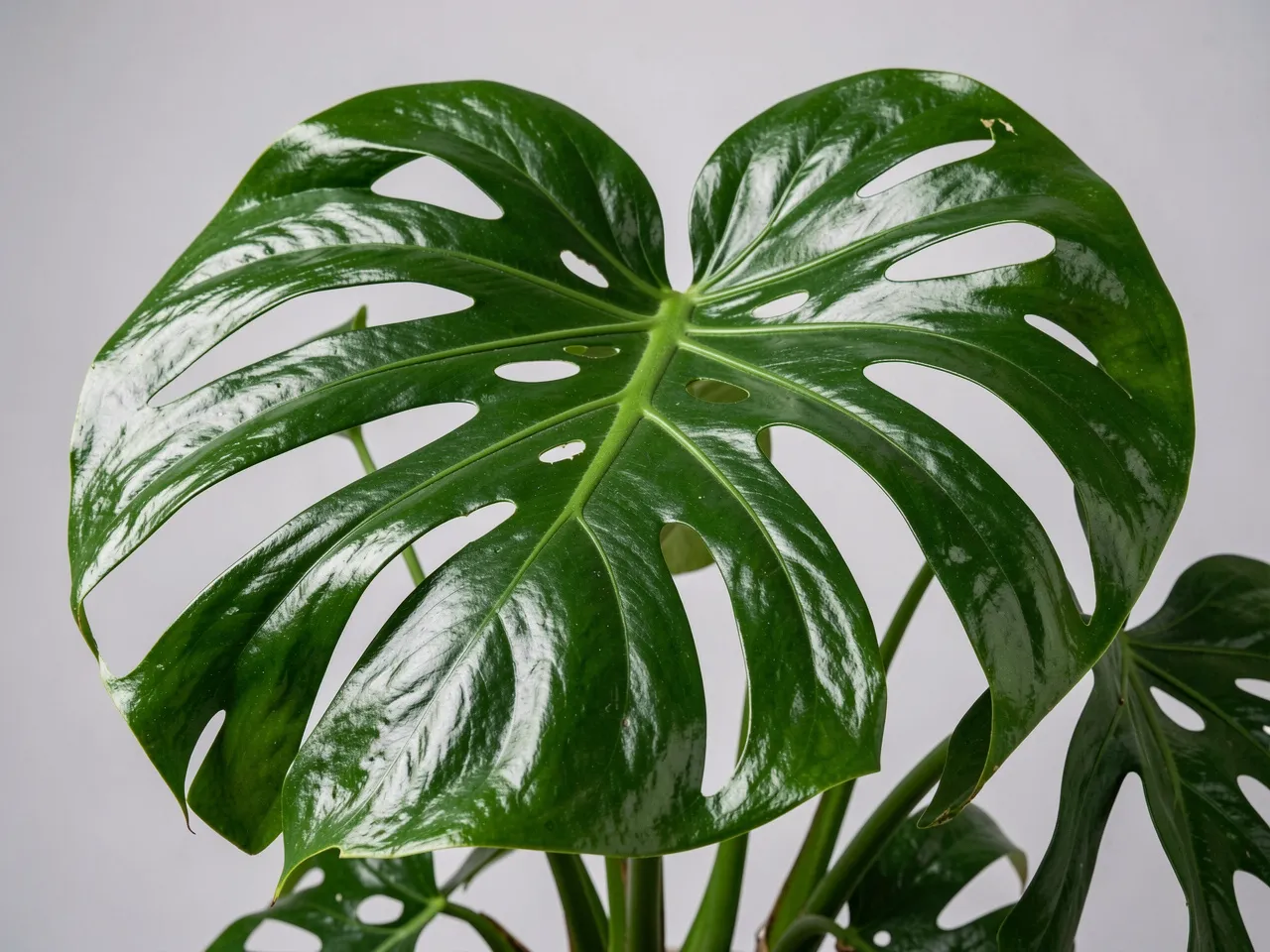 Monstera Deliciosa rare variety