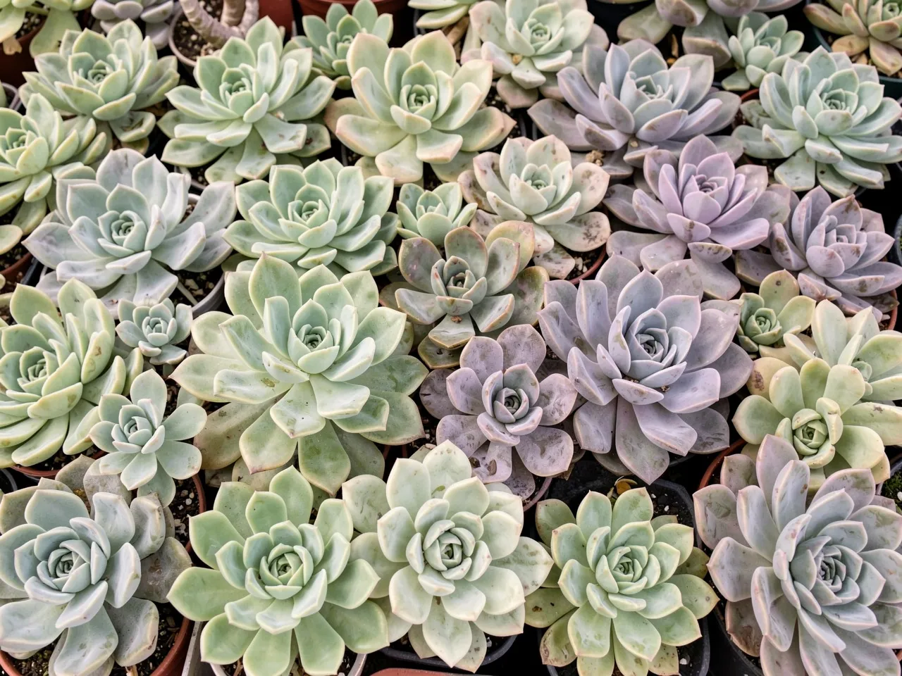 Echeveria collection